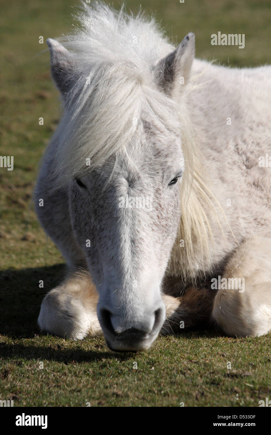 Schläfrig weiße Pony Stockfoto