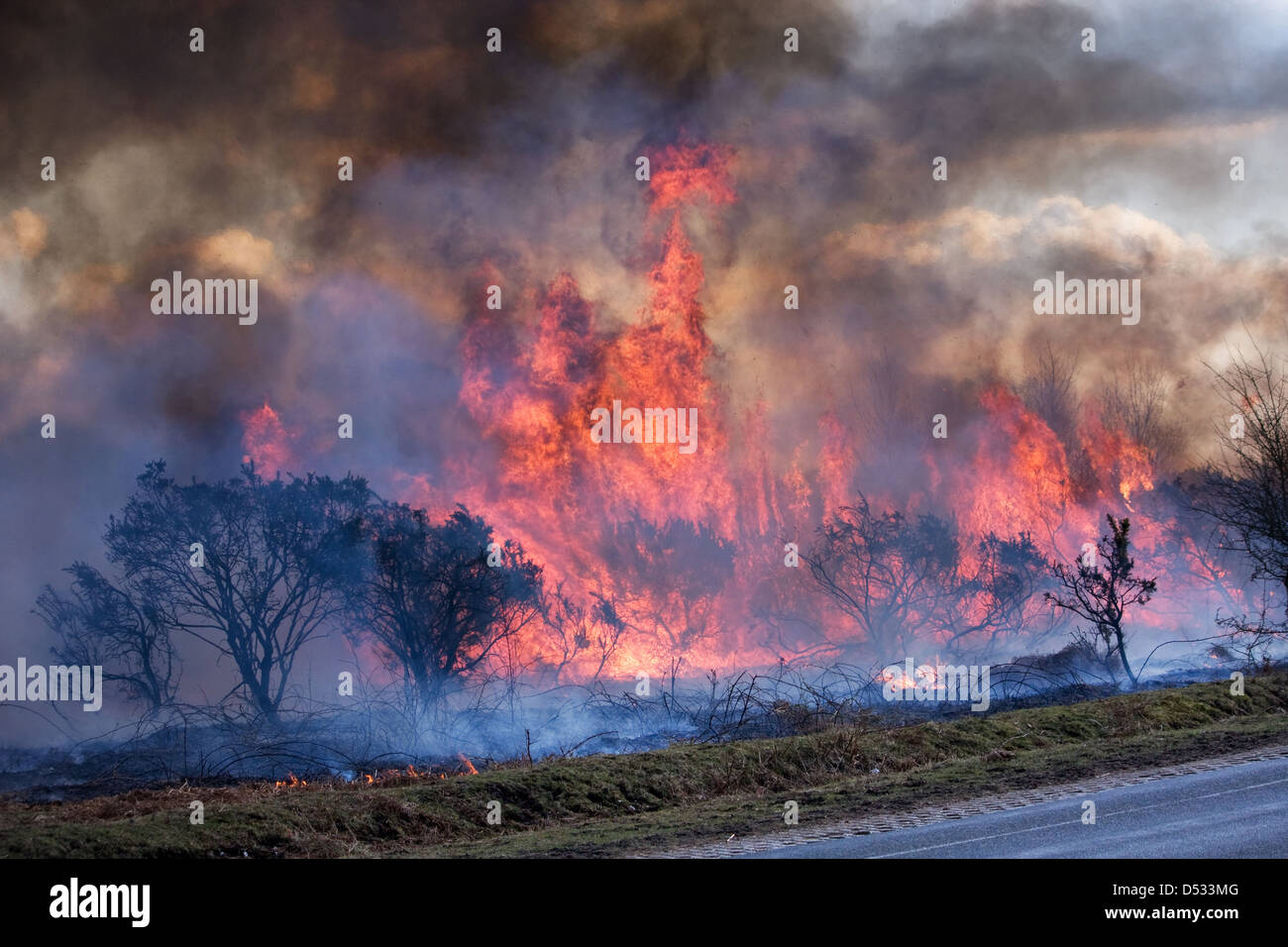 Kontrollierte Verbrennung von der Heide im New Forest Stockfoto