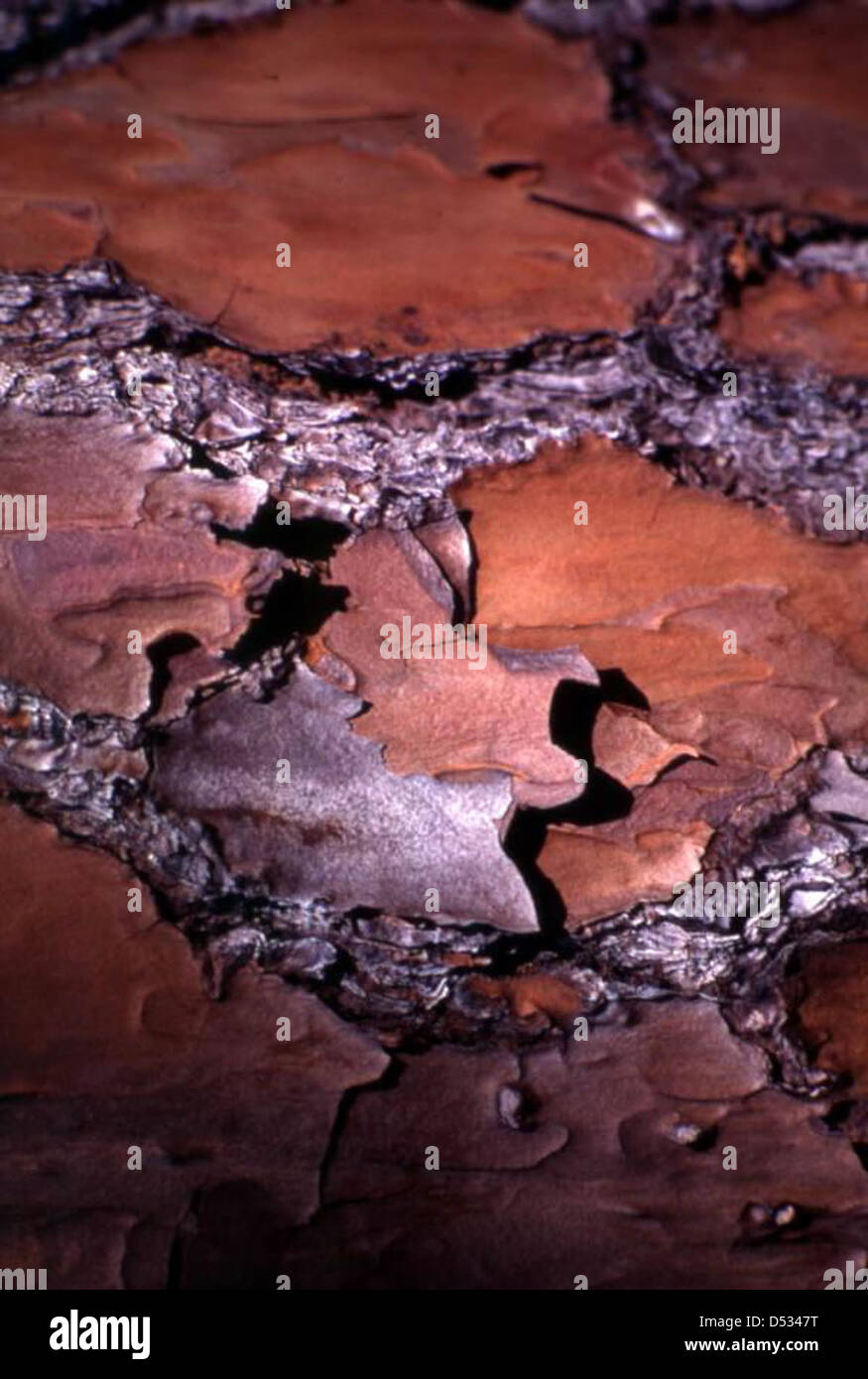 Aus nächster Nähe sehen Sie die Kiefernrinde im Paynes Prairie Preserve State Park in Micanopy, Florida, und machen die natürlichen Besonderheiten dieses Naturschutzgebietes deutlich. Das Bild ist Teil der Sammlung der State Library and Archives of Florida. Stockfoto