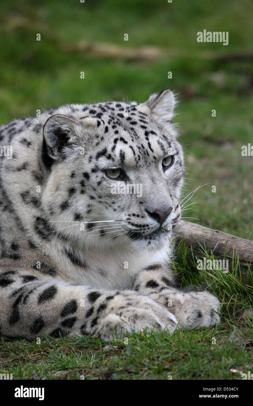 Snow Leopard liegend Stockfoto