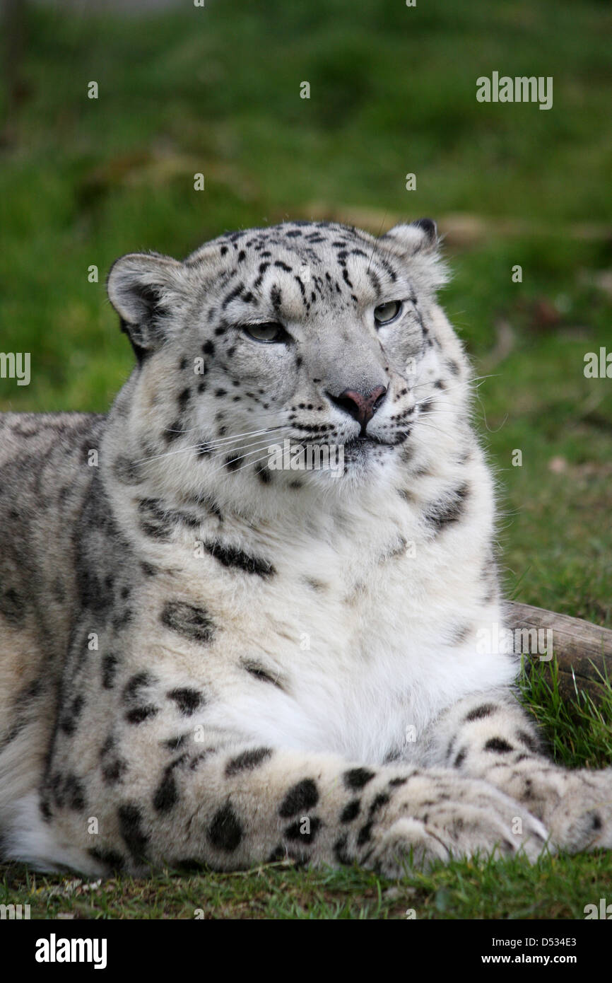 Snow Leopard liegend Stockfoto