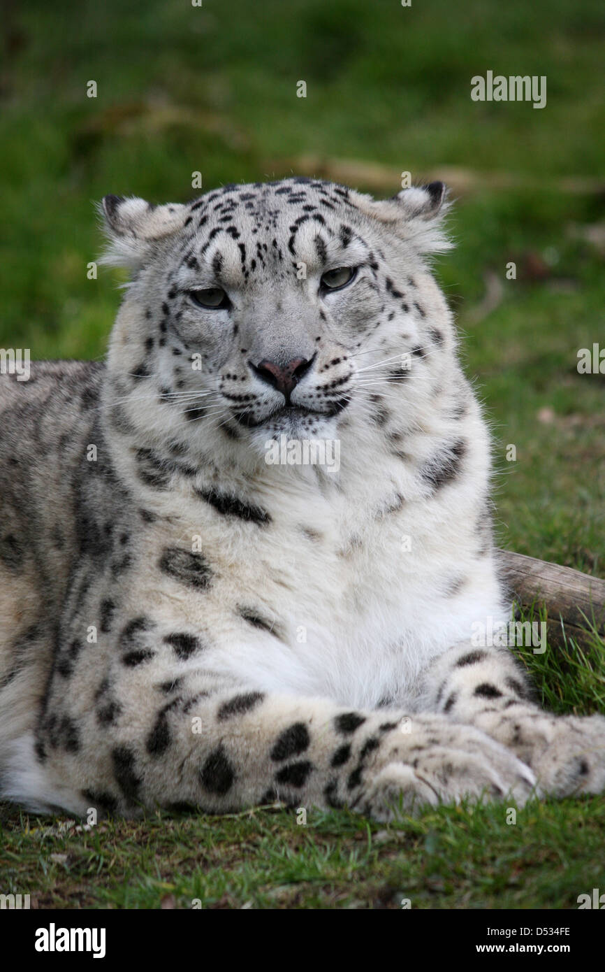 Snow Leopard liegend Stockfoto