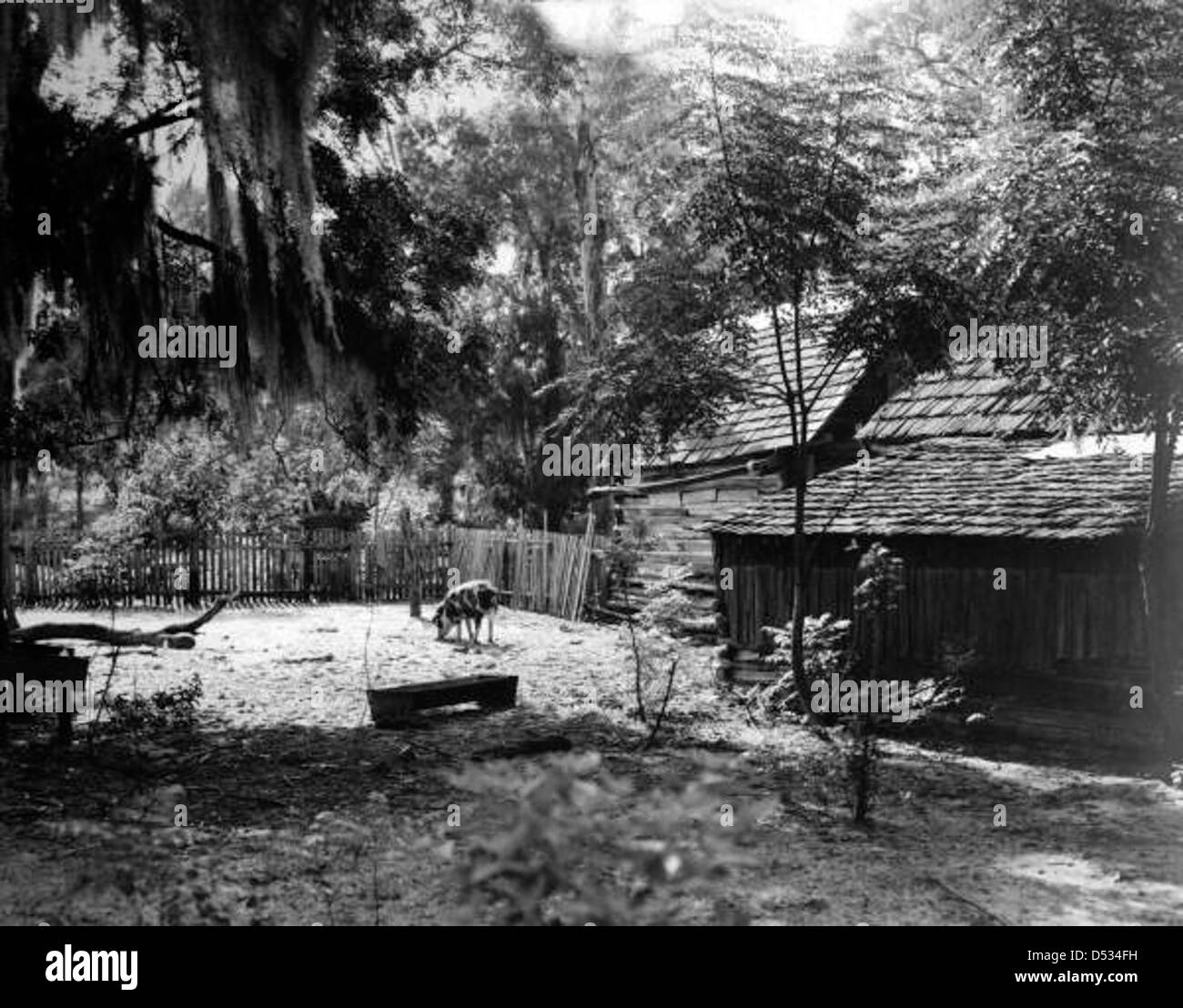 Ein Schwein auf dem Bauernhof eines Hauses, das 1946 den Film *der Jährling* in Alachua County, Florida, drehte. Der Film basiert auf dem Roman von Marjorie Kinnan Rawlings und zeigt das ländliche Leben in Florida. Stockfoto