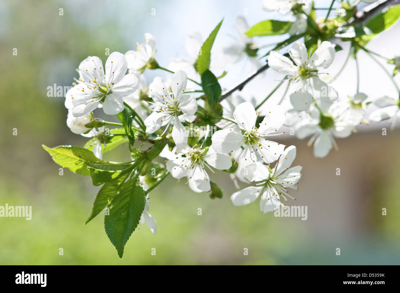 weiße Kirsche Blumen im Frühling Stockfoto