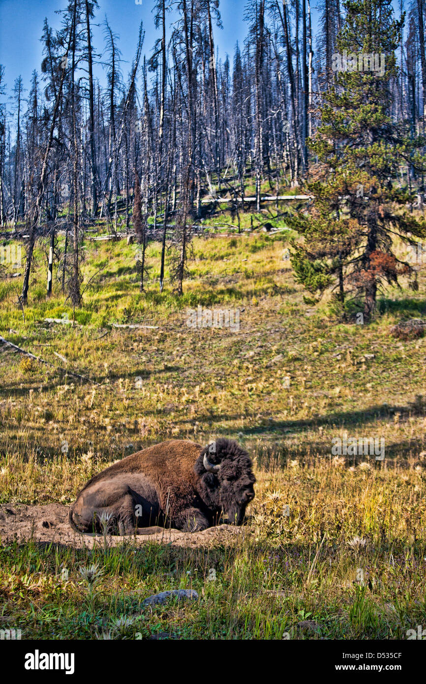 Bison auf Prarie im Yellowstone Nationalpark, Wyoming USA Stockfoto