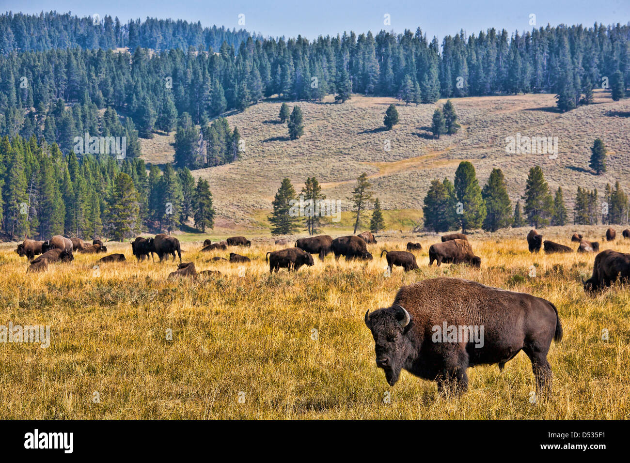 Bison auf Prarie im Yellowstone Nationalpark, Wyoming USA Stockfoto