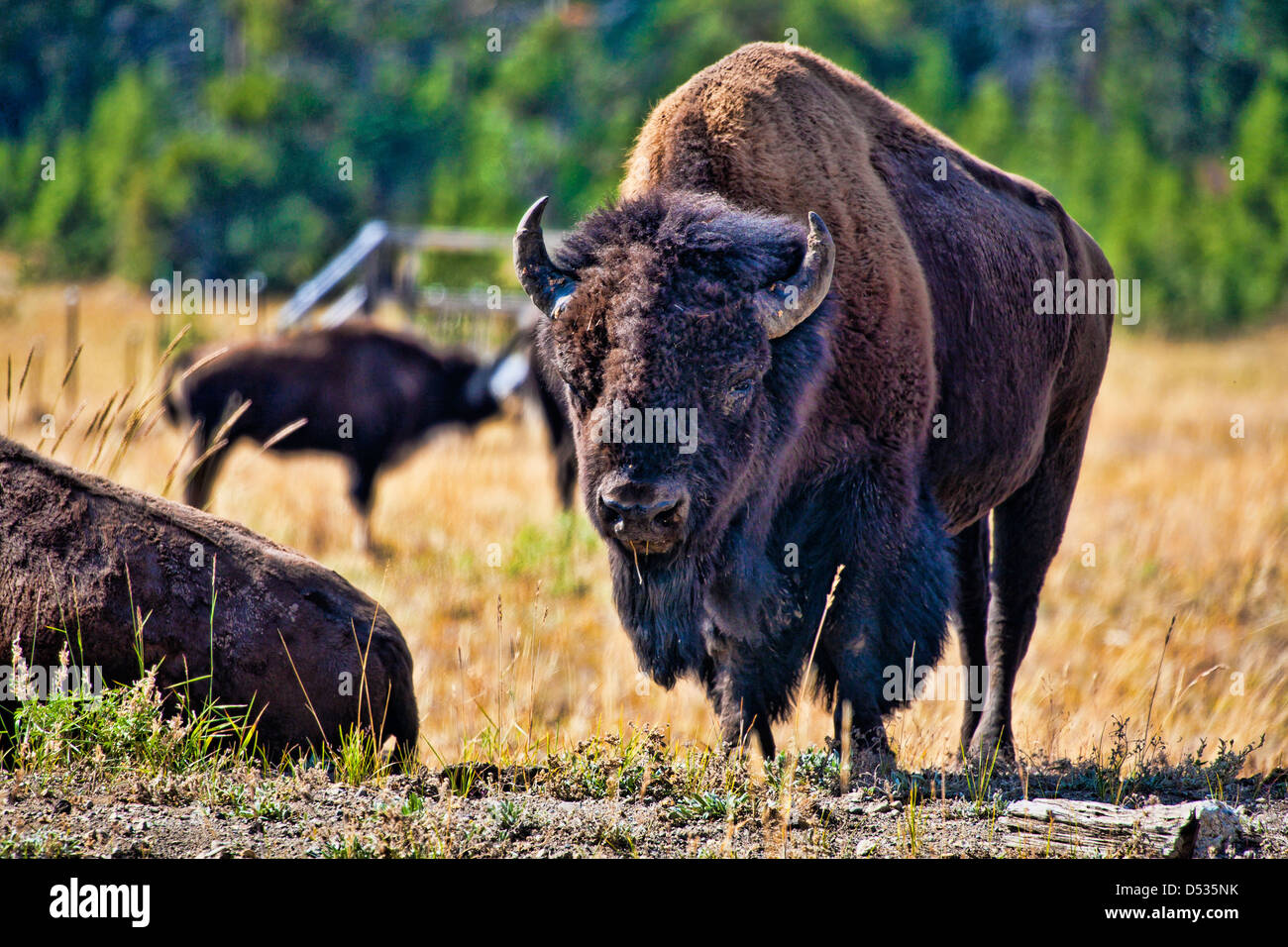 Bison auf Prarie im Yellowstone Nationalpark, Wyoming USA Stockfoto