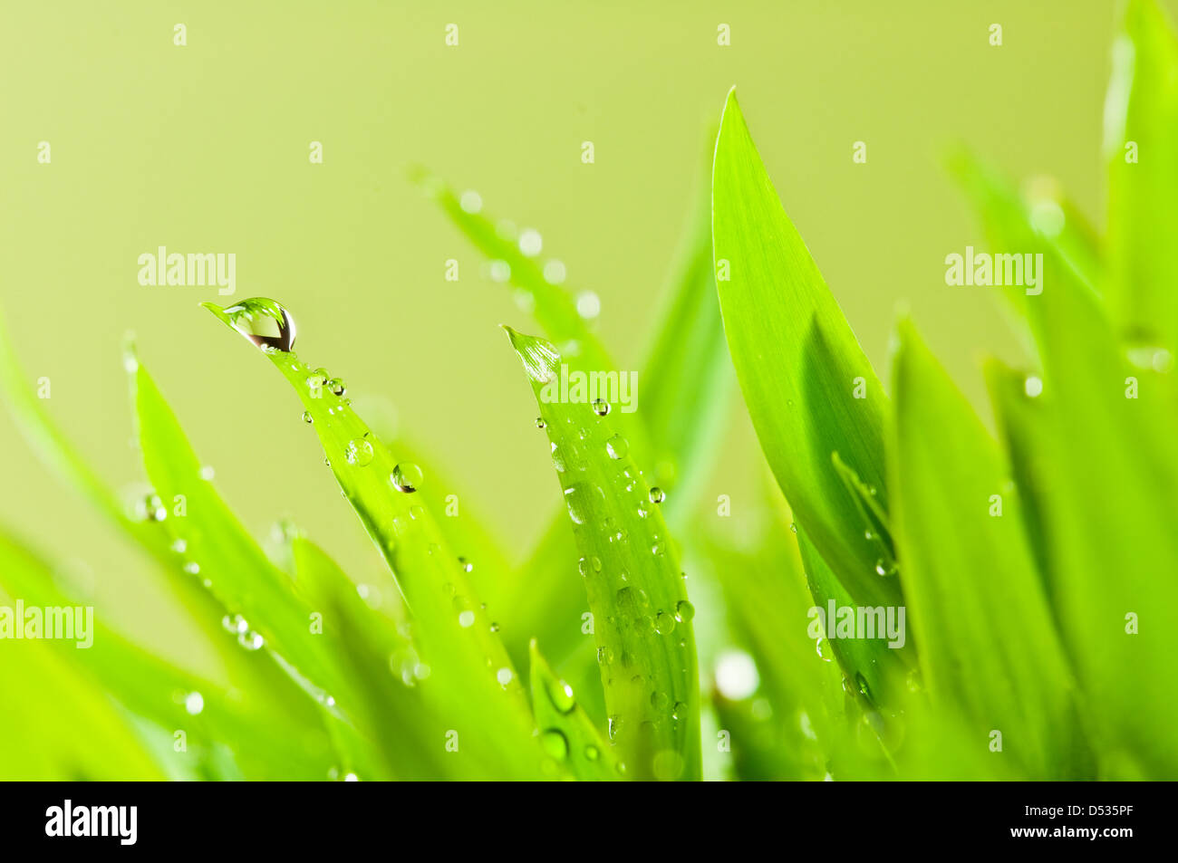 grünen Rasen auf grünem Hintergrund Stockfoto