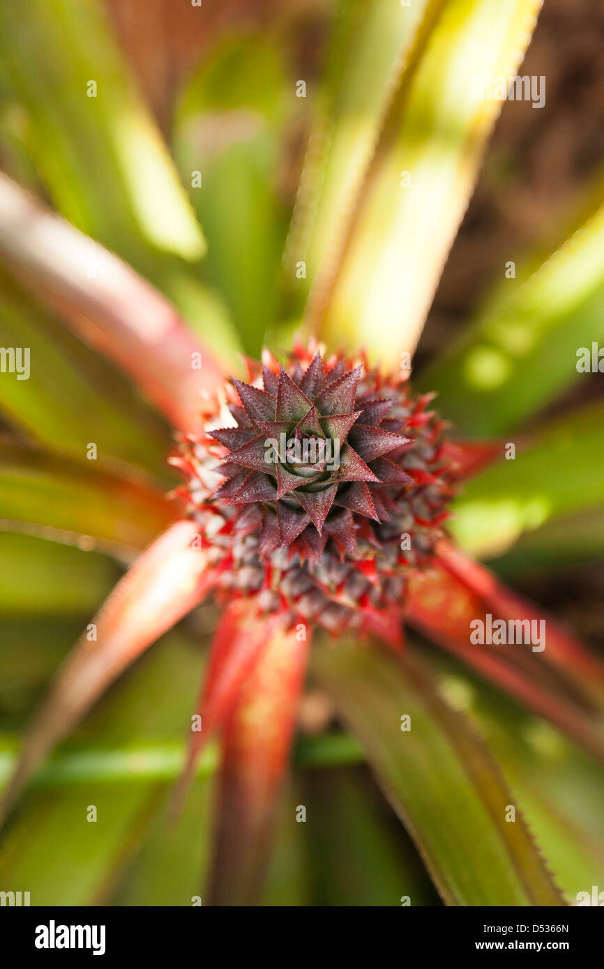 Kuba, Provinz Pinar Del Rio, Vinales, Vinales Tal, El Jardin de Caridad, tropischen Garten, Ananas Stockfoto