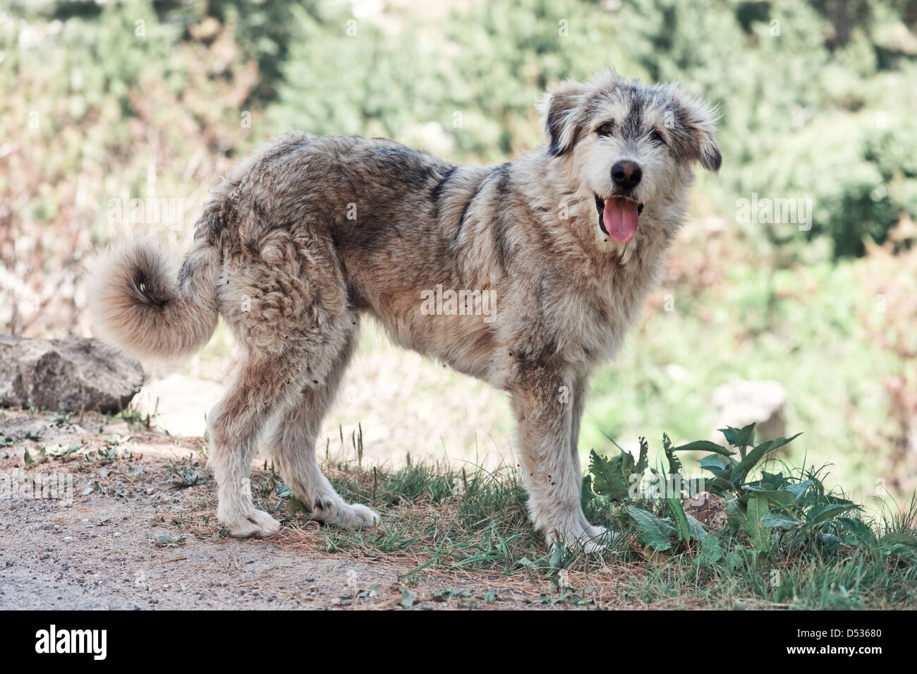 Himalaja-Schäferhund hautnah Stockfoto