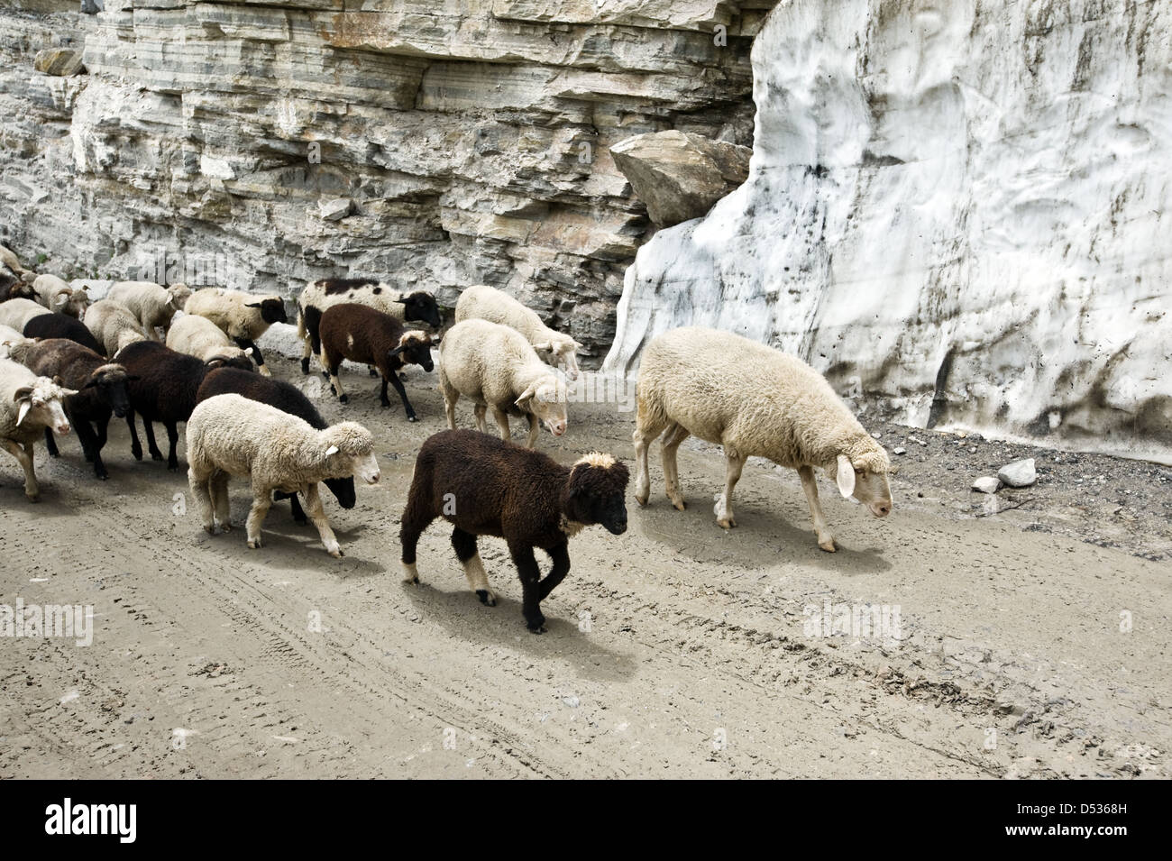 schwarze und weiße Schafe unterwegs Stockfoto
