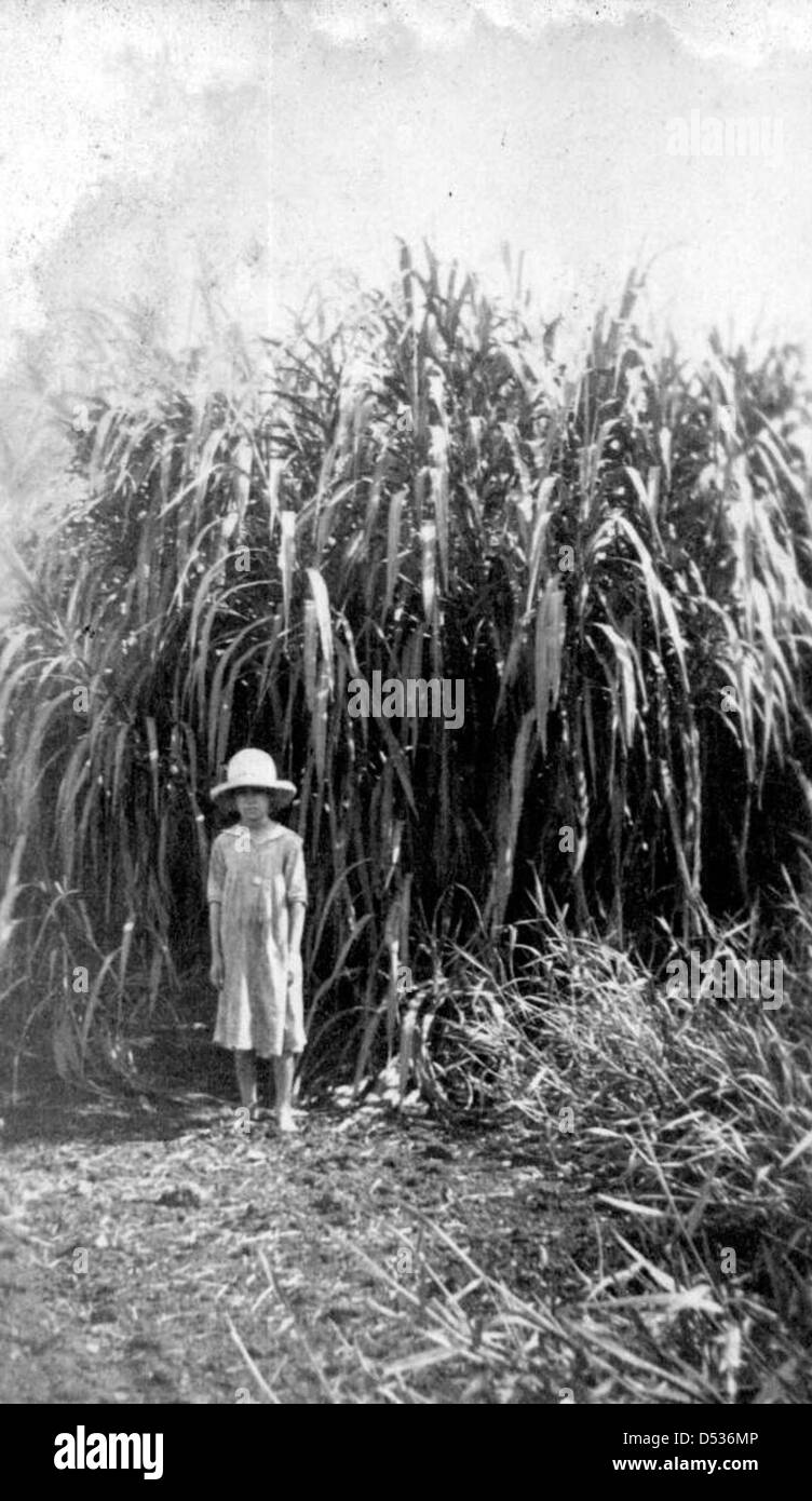 Junge Mädchen steht vor einer Ernte von Napier Grass: Okeechobee, Florida Stockfoto