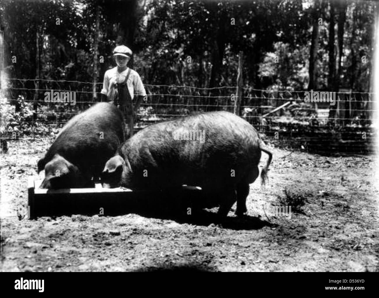 J.C. Herlong zog in der Agricultural Experiment Station in Micanopy, Florida, im Alachua County Schweine aus Polen. Dieses Foto aus der State Library and Archives of Florida zeigt die landwirtschaftlichen Praktiken und Tierhaltung des Bundesstaates. Stockfoto