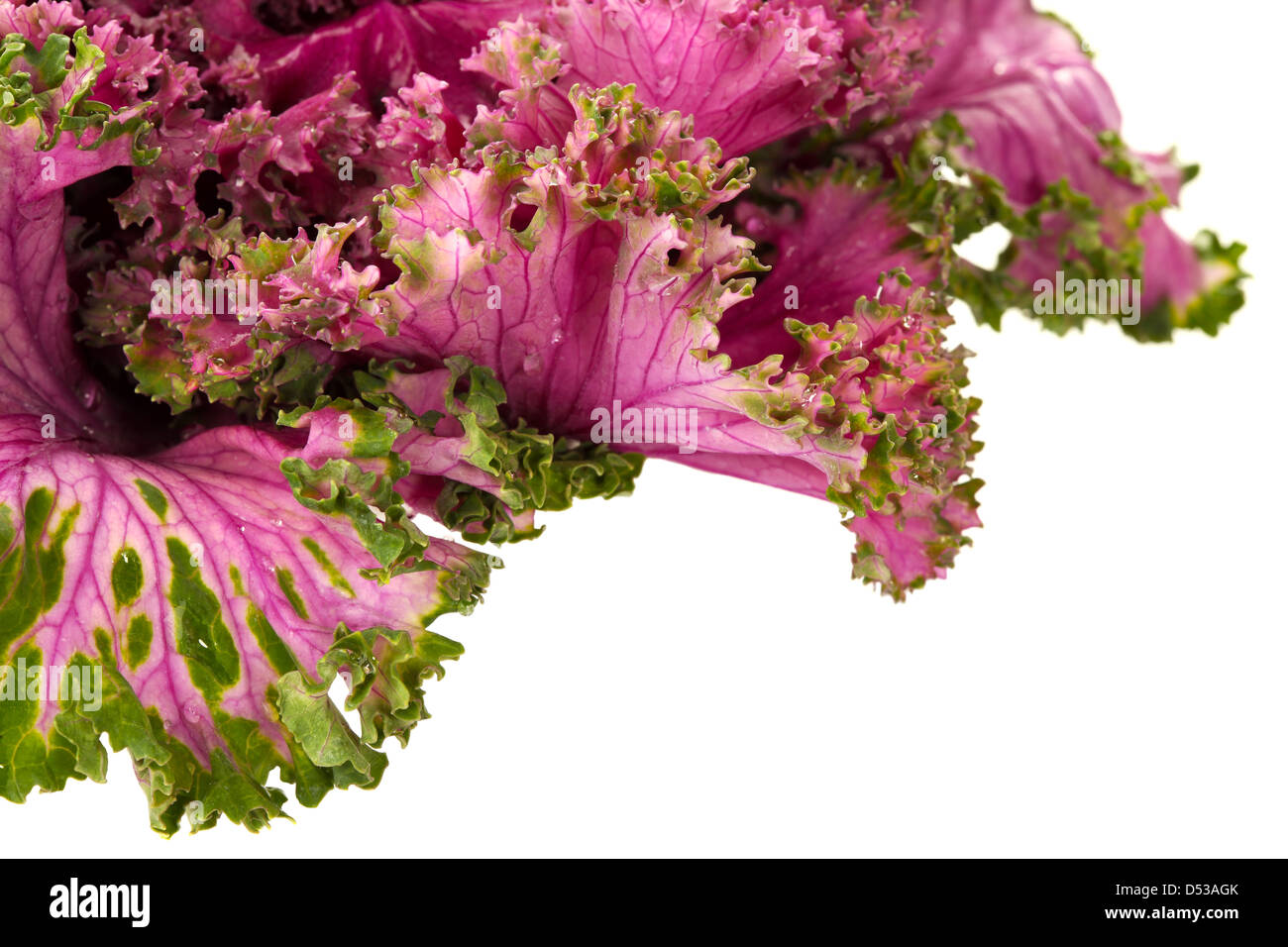 Blüte rosa Grünkohl auf teilweise isolierten weißen Hintergrund Stockfoto