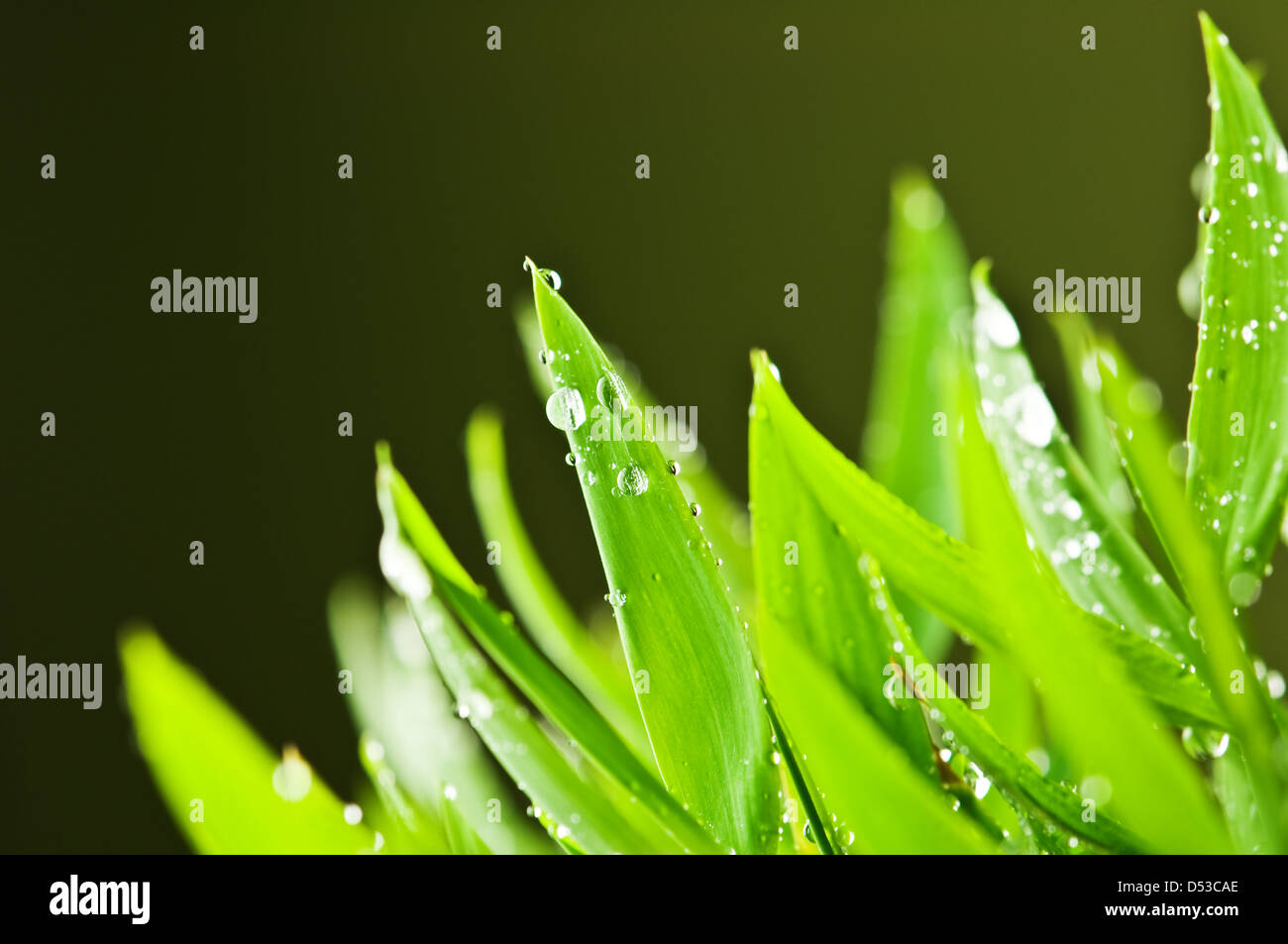 grünen Rasen auf grünem Hintergrund Stockfoto