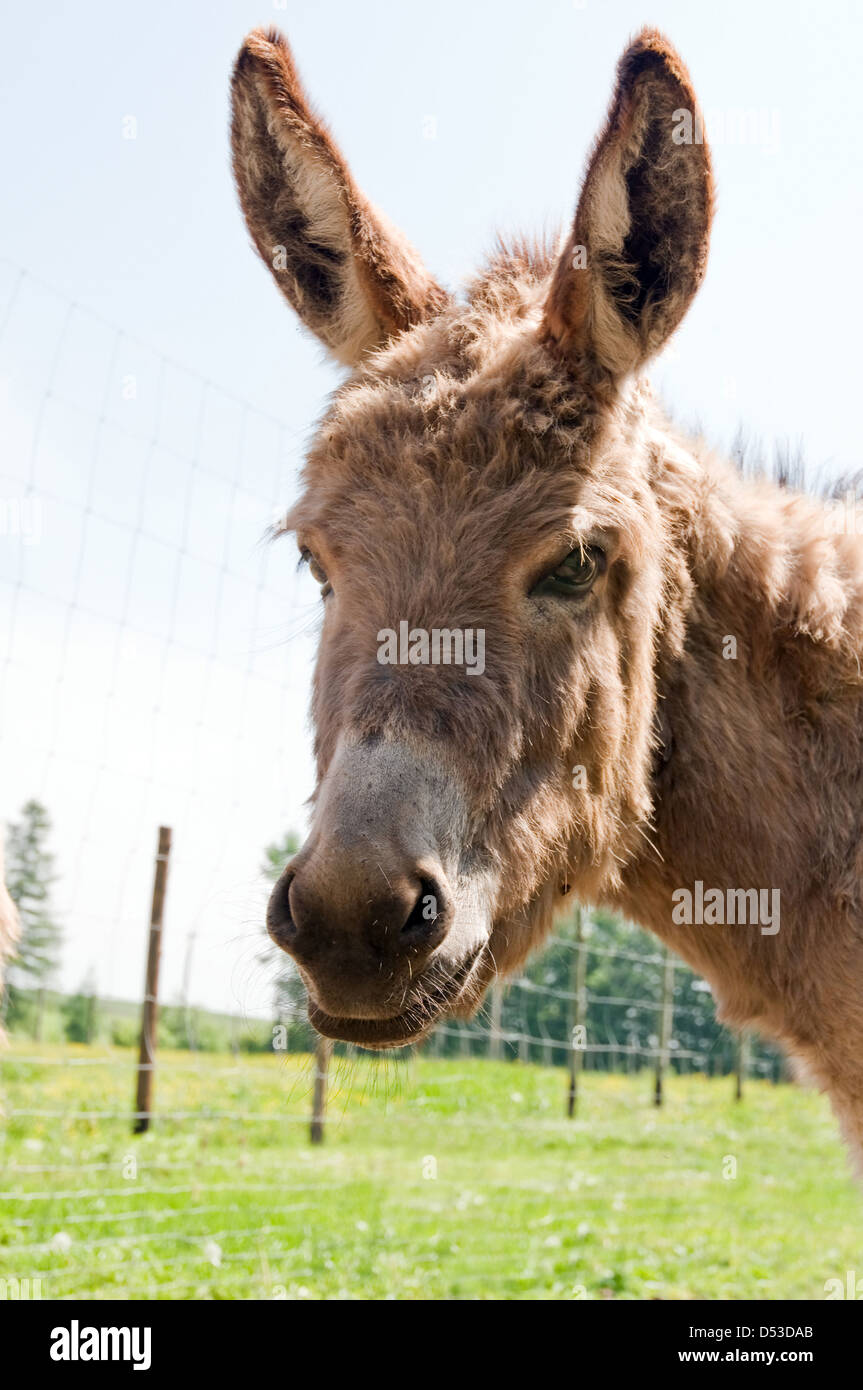 brauner Esel Porträt hautnah Stockfoto