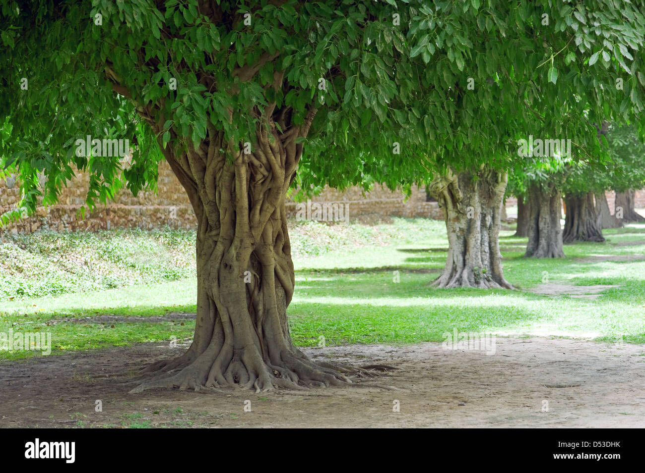 Baumreihe in asiatischen park Stockfoto