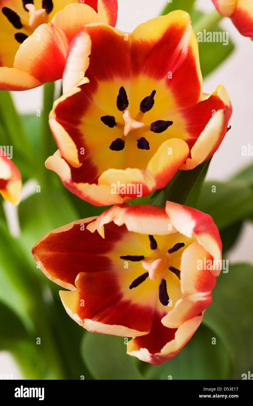Rote und gelbe Tulpen in einer Vase. Stockfoto