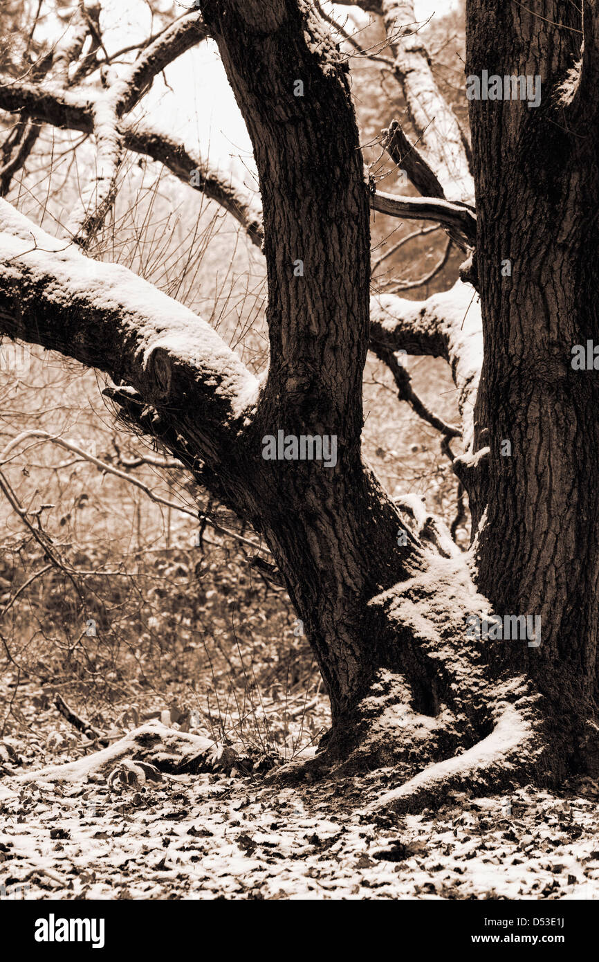 Sepia getönten Baum in den Winterwald. Stockfoto