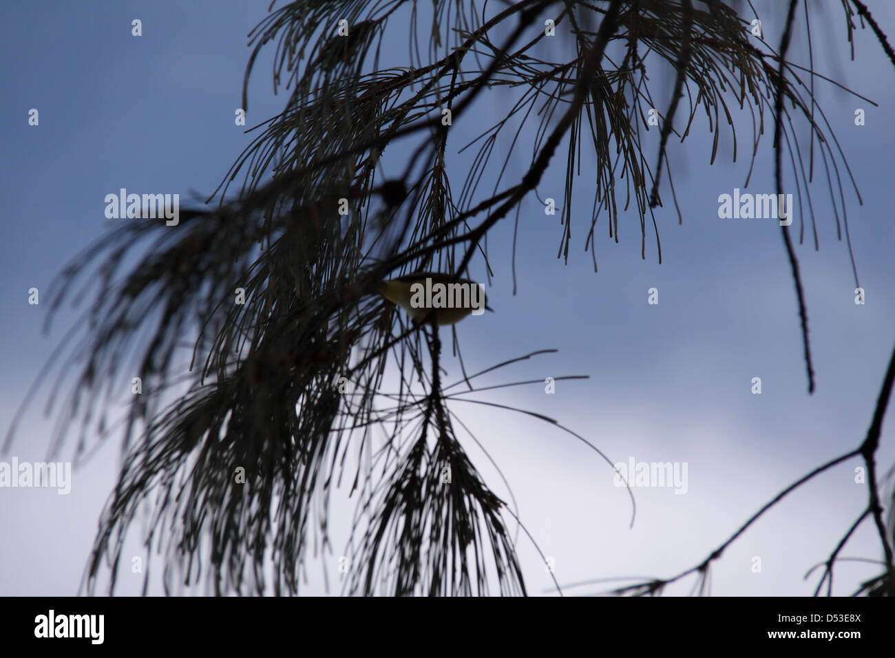 White-throated Gerygone (Gerygone Olivacea) das Hocken auf dem Zweig der Schachtelhalm Sheoak (Casuarina equisetifolia) Stockfoto