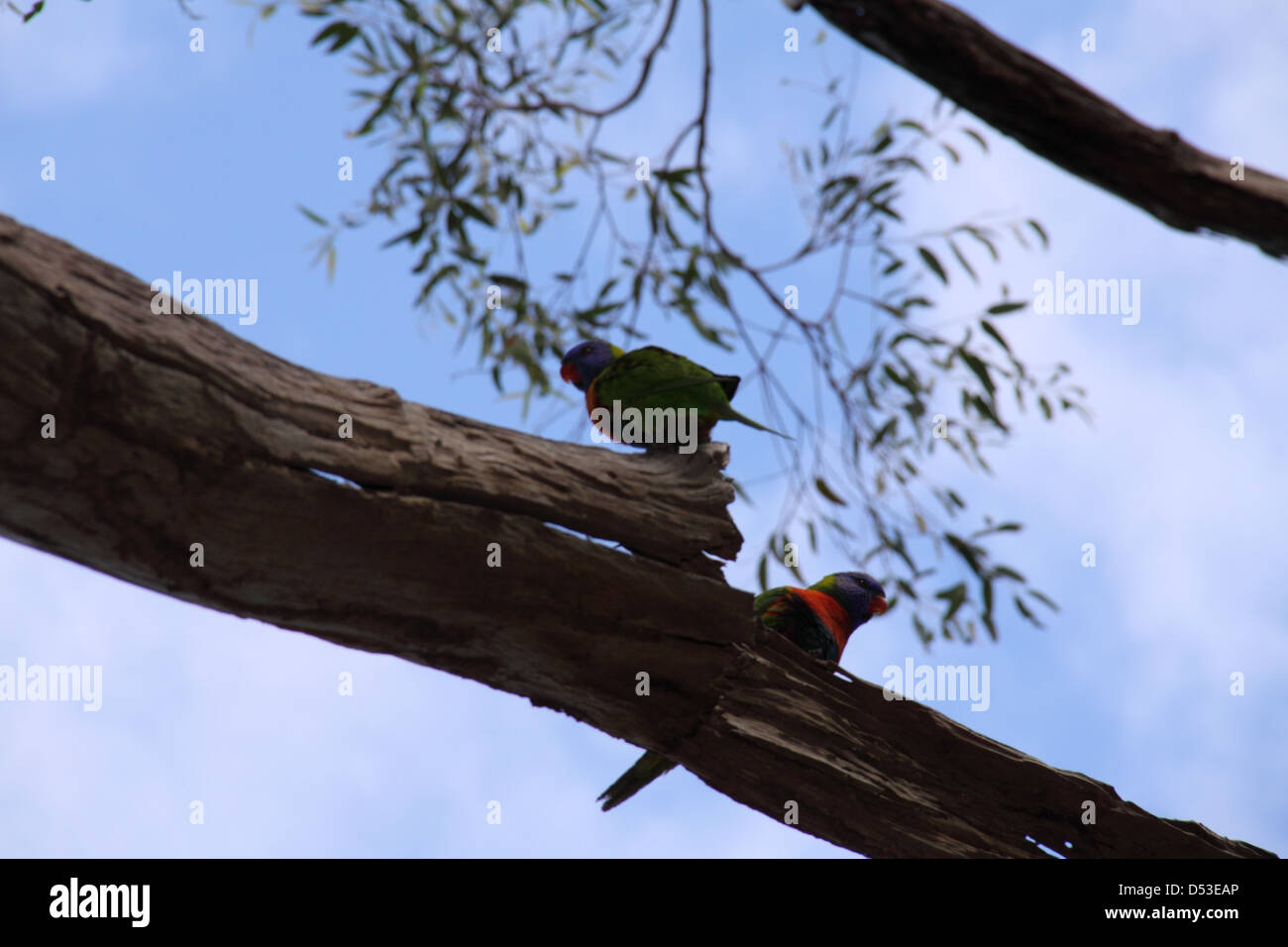 Rainbow Fledermauspapageien ruht auf Zweig der Eukalyptus Baum (trichoglossus Moluccanus) Stockfoto