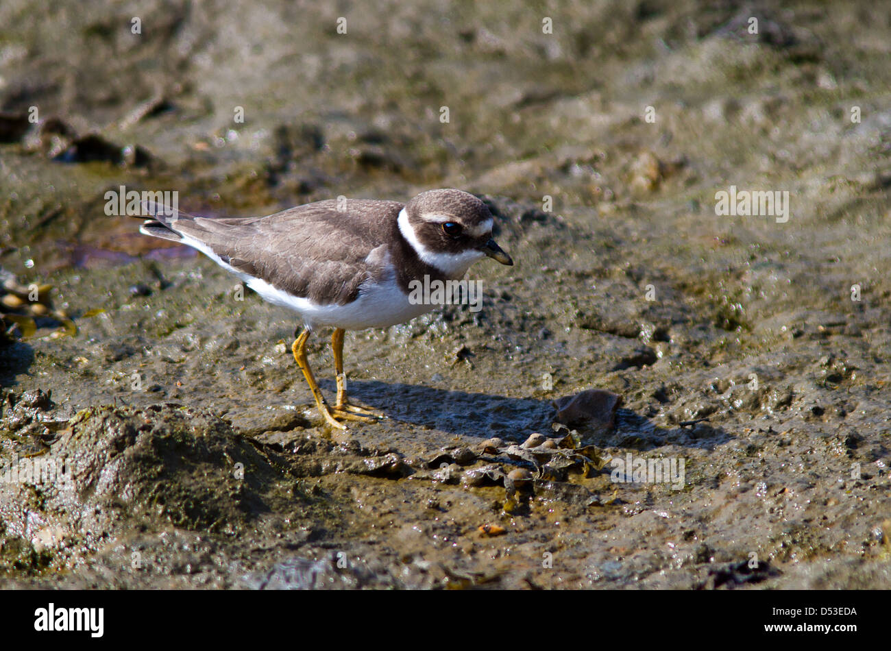 Flussregenpfeifer Regenpfeifer Nahrungssuche am Strand. Stockfoto Flussregenpfeifer Regenpfeifer Nahrungssuche am Strand. Stockfoto