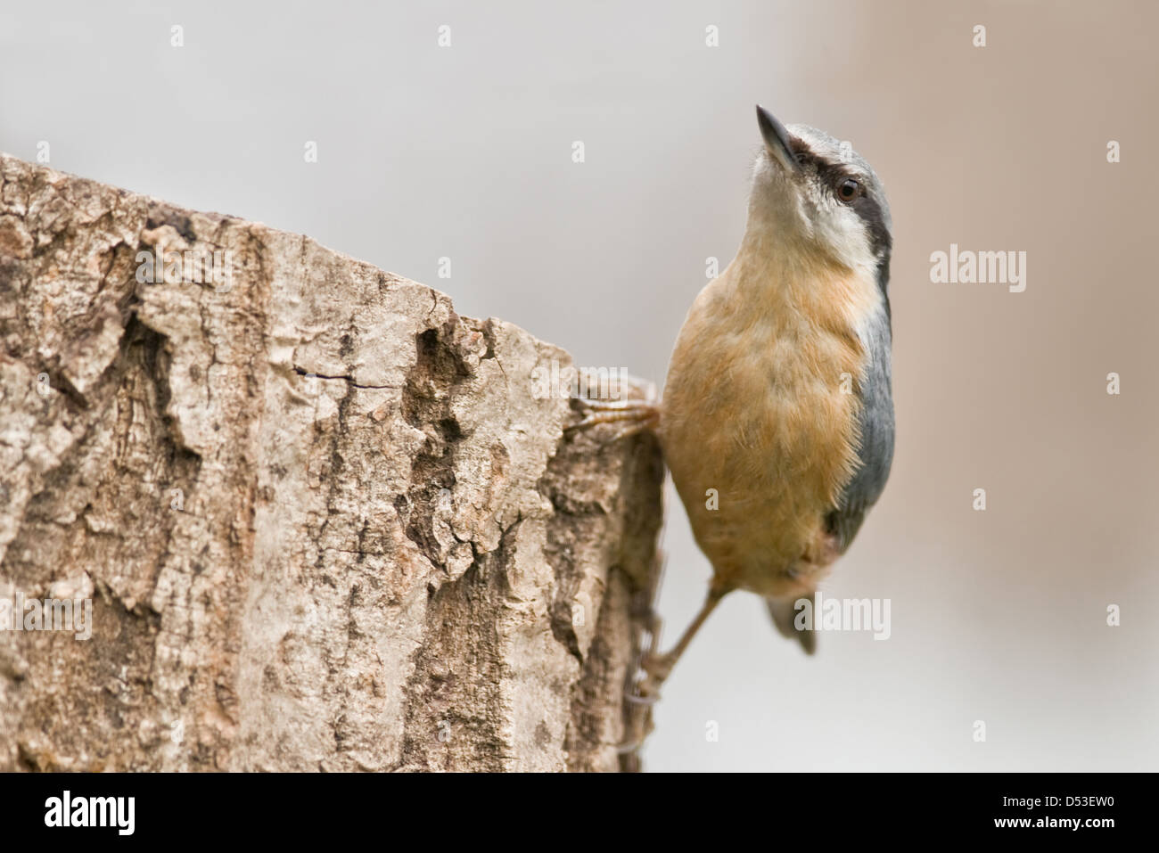 Kleiber auf Baumstumpf hautnah Stockfoto
