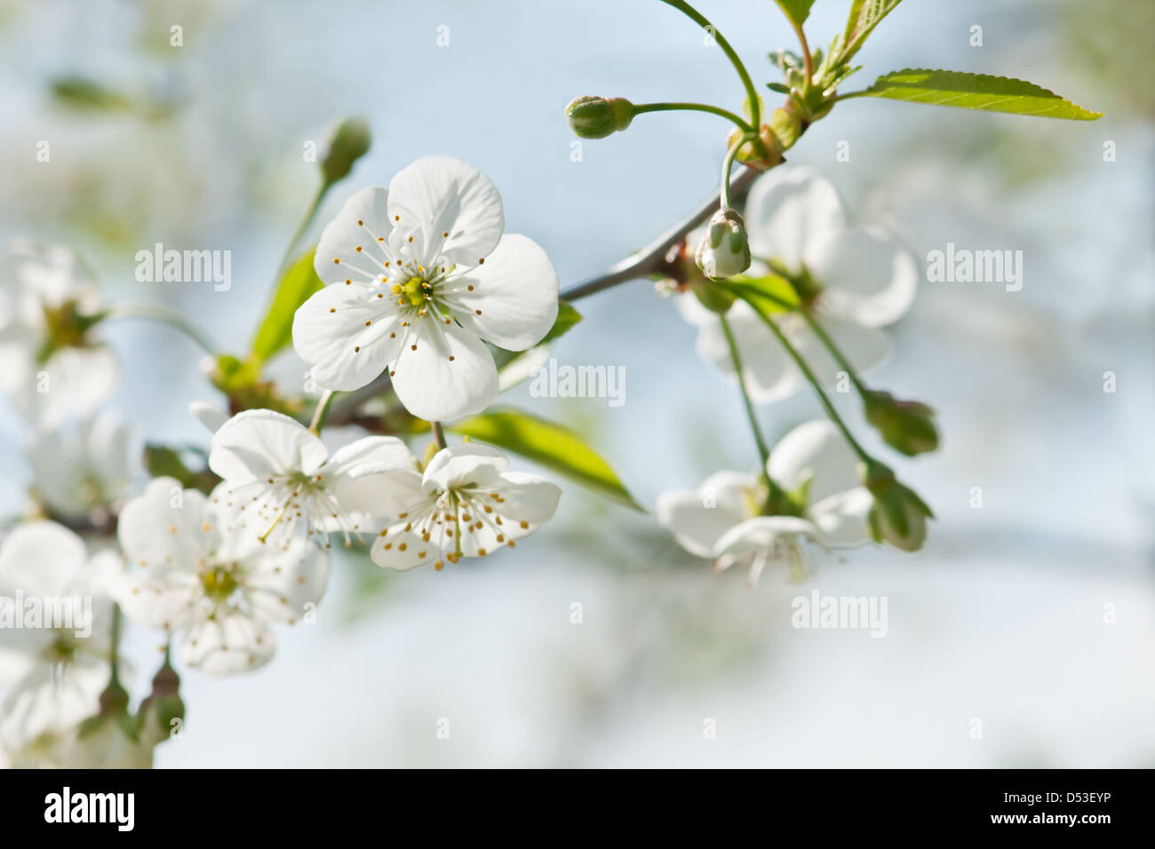 weiße Kirsche Blumen im Frühling Stockfoto