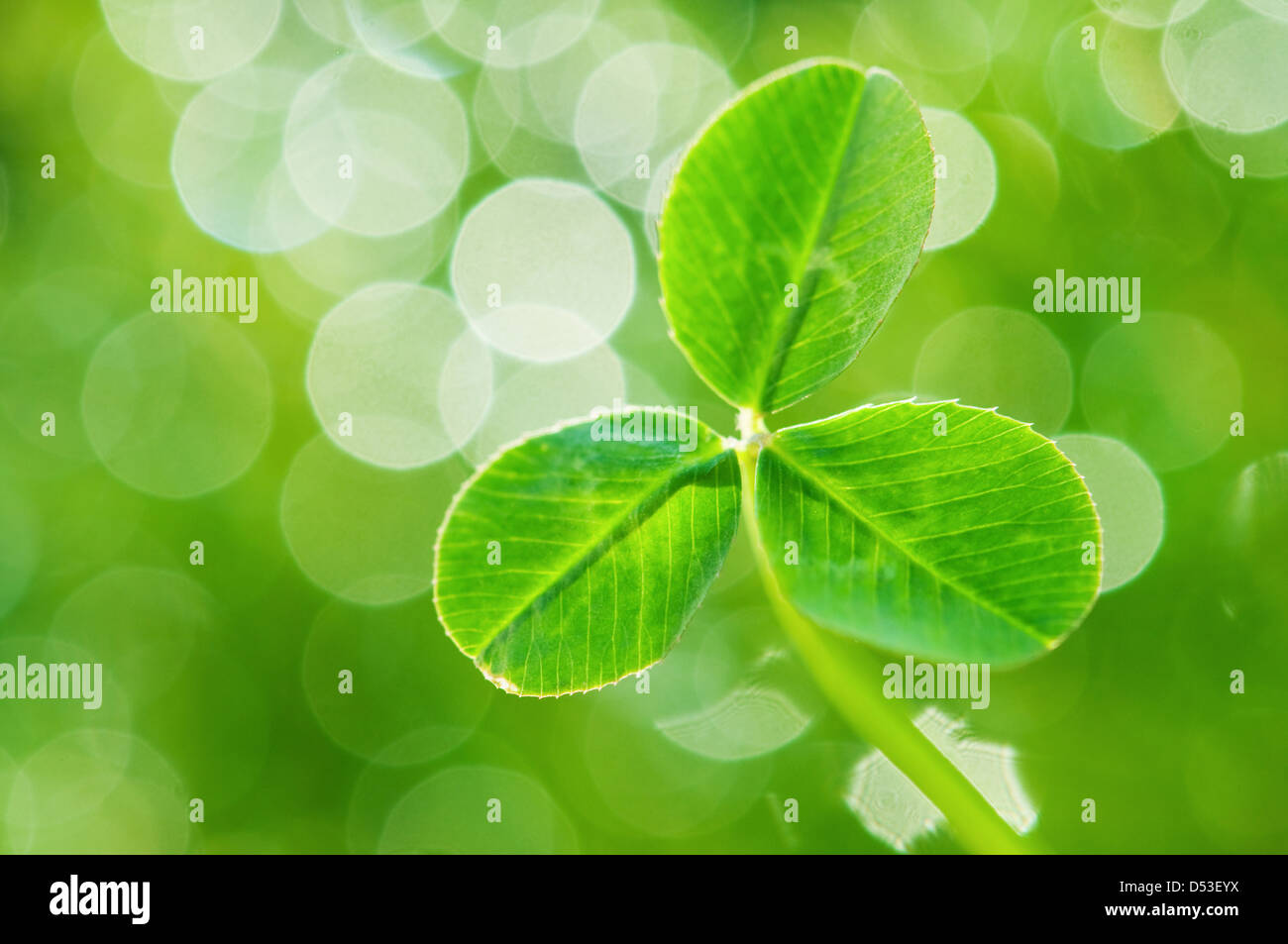 Hintergrund aus grünen Kleeblatt Stockfoto