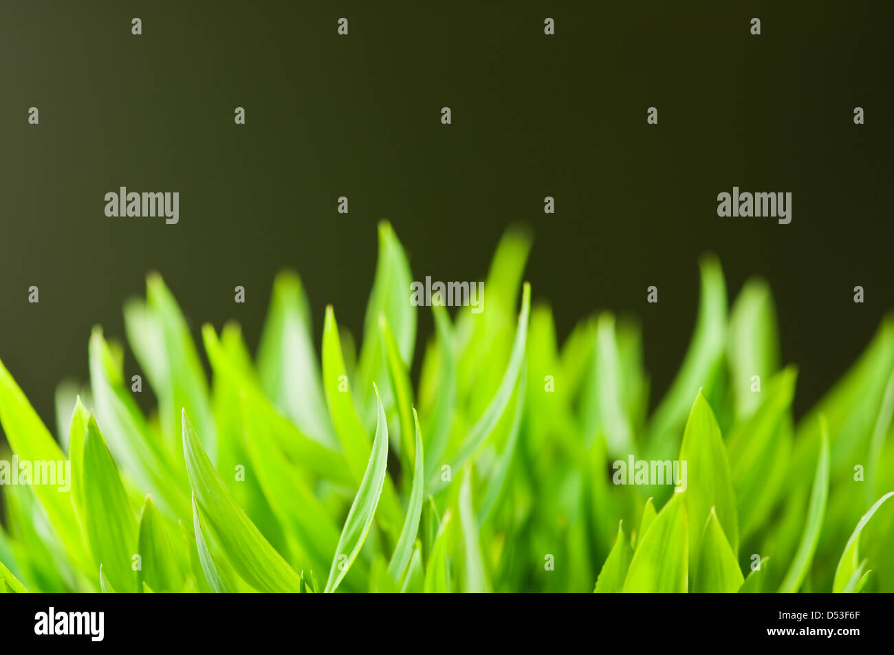 grünen Rasen auf grünem Hintergrund Stockfoto