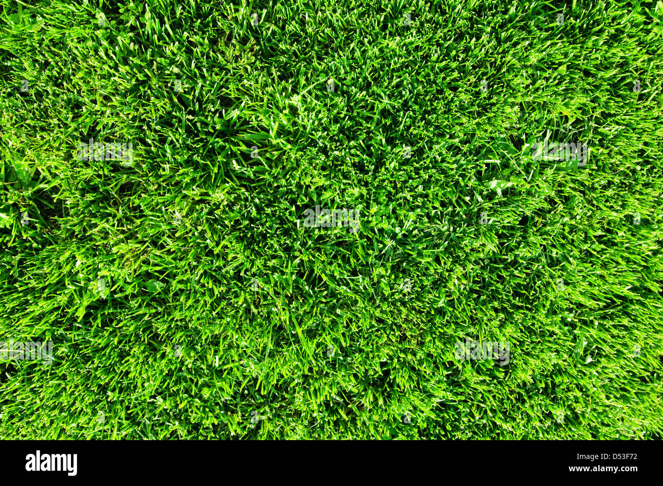 der grüne Rasen hautnah Stockfoto
