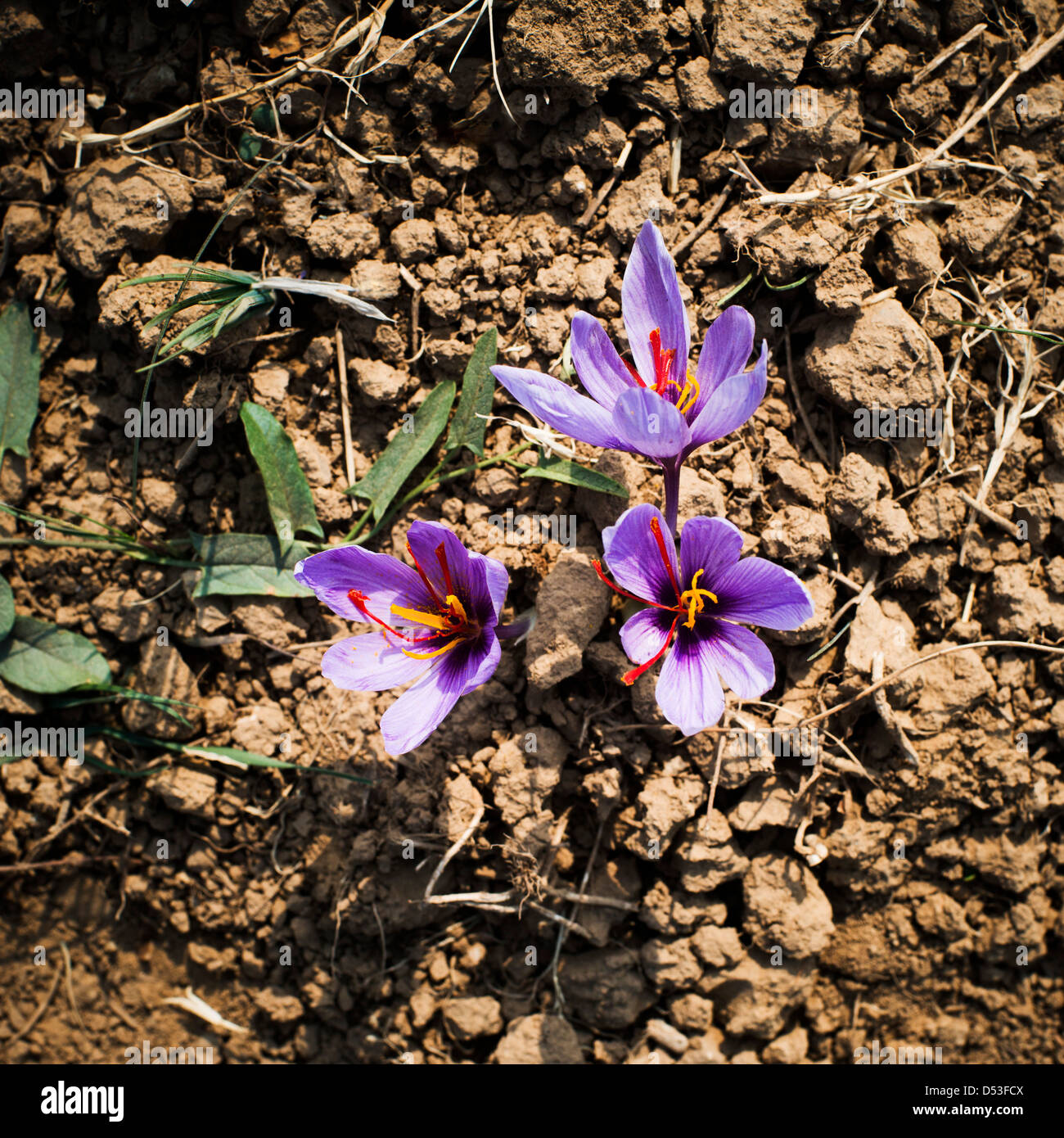 Safran Krokus Blumen auf der Wiese, Pampore, Pulwama, Pulwama Bezirk, Jammu und Kaschmir, Indien Stockfoto