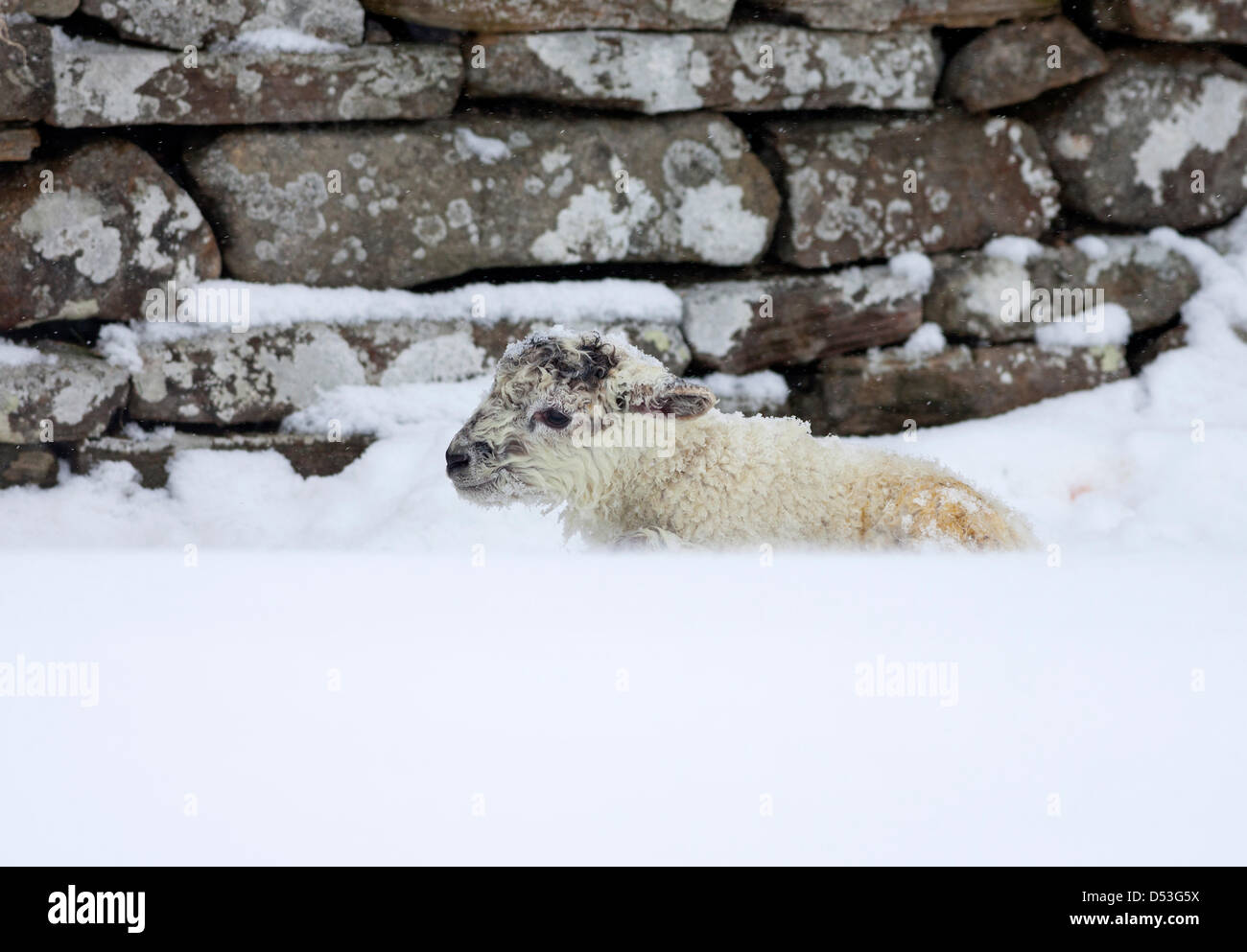 County Durham Großbritannien. 23. März 2013 Neugeborenes Lamm, das mit dem starken Schneefall und Schneestürmen fertig wird, die über Nacht die Gegend treffen. Kredit: David Forster / Alamy Live Nachrichten Stockfoto