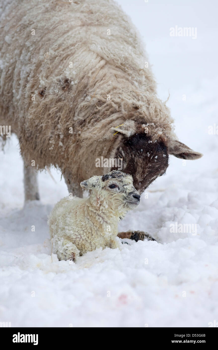 County Durham Großbritannien. 23. März 2013 Schafe mit ihrem Lamm, das während der schweren Schneefall und Schneestürme, die die Gegend über Nacht getroffen geboren wurde. Kredit: David Forster / Alamy Live Nachrichten Stockfoto