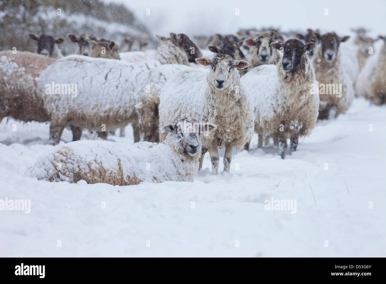County Durham Großbritannien. 23. März 2013 Schafe mit dem schweren Schneefall und Schneestürme, die die Gegend über Nacht getroffen zu bewältigen. Kredit: David Forster / Alamy Live Nachrichten Stockfoto