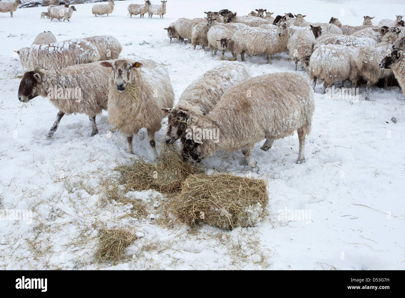 County Durham Großbritannien. 23. März 2013 Schafe mit dem schweren Schneefall und Schneestürme, die die Gegend über Nacht getroffen zu bewältigen. Kredit: David Forster / Alamy Live Nachrichten Stockfoto