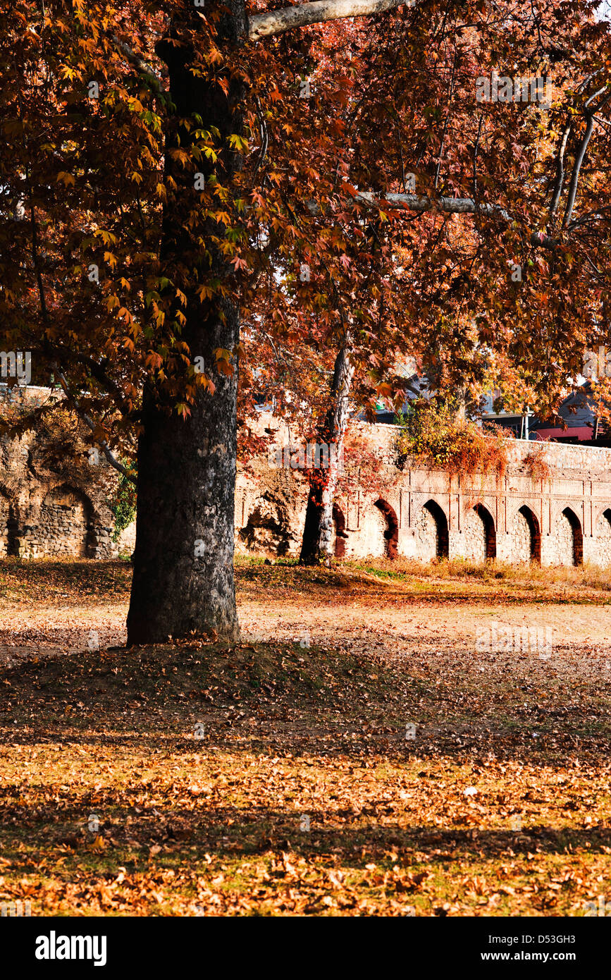 Bäume in einem Garten Nishat Bagh, Srinagar, Jammu und Kaschmir, Indien Stockfoto