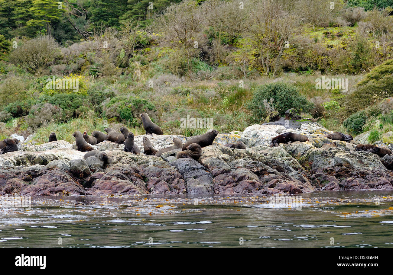 Eared Dichtungen, Robben und Seelöwen, lounge am Ufer der Magellanstraße.   Francisco Coloane Marine Park, Stockfoto