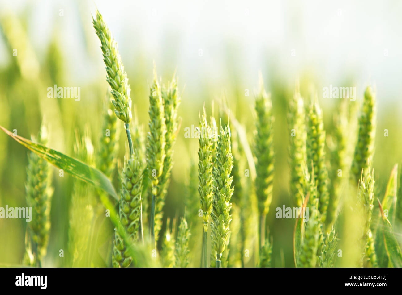 Weizenfeld im Frühjahr (Triticum) Stockfoto