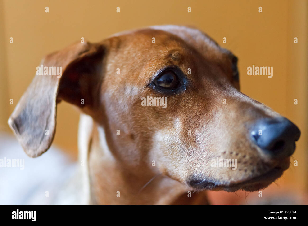 Berlin, Deutschland, Deutsche Pinscher im portrait Stockfoto