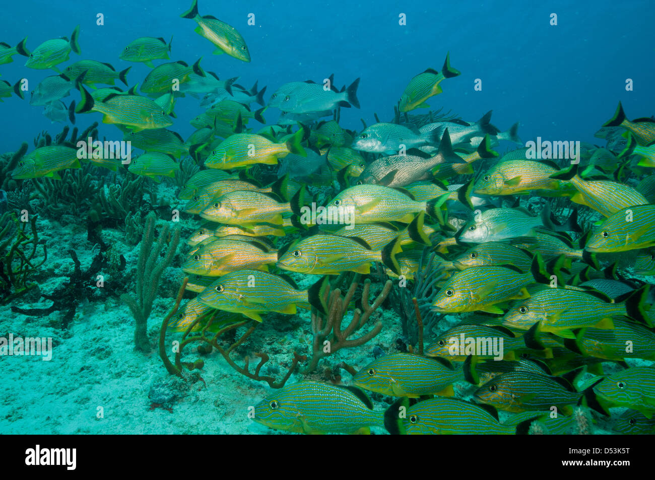 Cozumel, Mexiko unter Wasser, Fische und Korallen Stockfoto