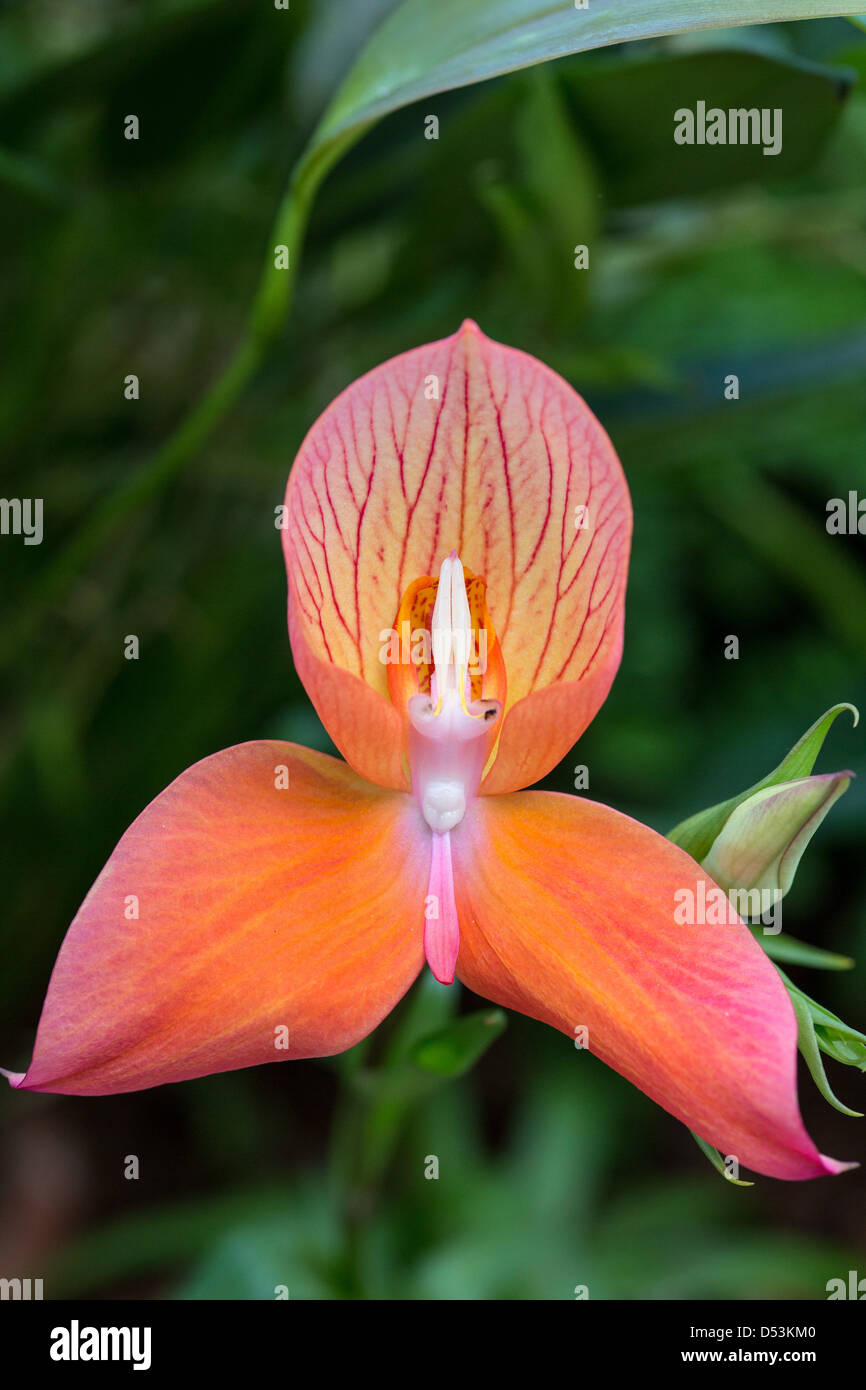 Orchidee Disa uniflora Stockfoto