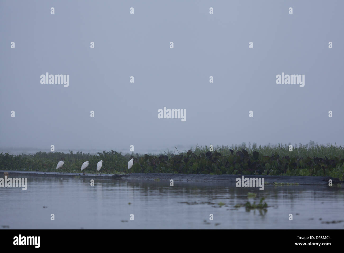 Reiher im Nebel am Rio Chagres, Soberania Nationalpark, Republik von Panama. Stockfoto