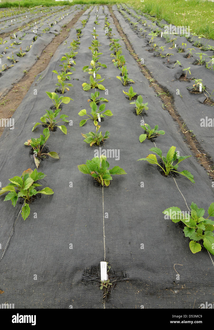 Blumen wachsen im Boden von Unkraut Barriere Stoff auf einer kleinen Farm in Oregon Wallawa Tal abgedeckt. Stockfoto