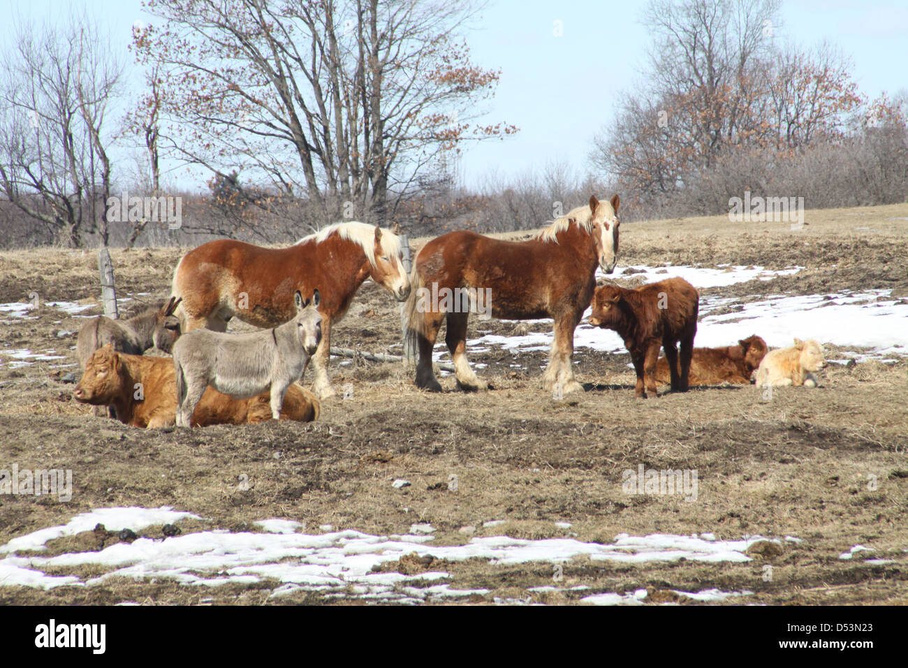 Pferde, Kühe und einen kleinen Esel teilen ein kleines Gebiet in den Hof, der eine kleine Hobby-Bauernhof. Stockfoto