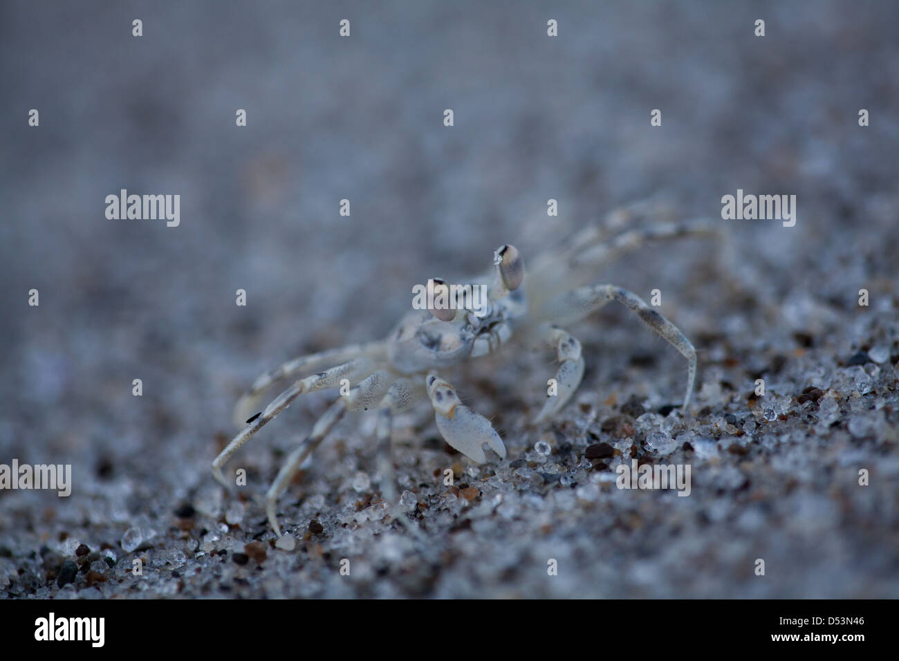 Krabben Sie am Strand von Punta Chame, Pazifikküste, Provinz Panama, Republik von Panama. Stockfoto