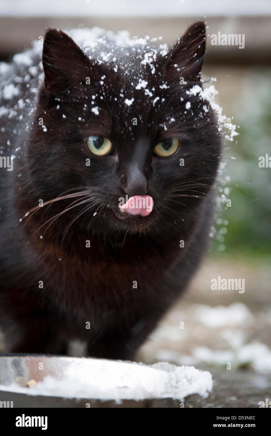 Cambridgeshire, Großbritannien. 23. März 2013. Eine wilde schwarze Katze, mit Schnee bedeckt ist durch eine Schüssel mit Essen in einem Garten in Cambridgeshire UK 23. März 2013 versucht. Die Katze Leben Wild im Garten Schutz im Gewächshaus oder unter Büschen und hat gelernt, das Haus für Lebensmittel zu nähern. Das Essen wurde in die heftige Kälte und Schnee derzeit viel des Vereinigten Königreichs betreffen besonders willkommen. Bildnachweis: Julian Eales / Alamy Live News Stockfoto