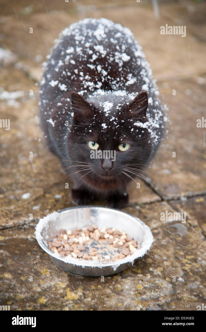 Cambridgeshire, Großbritannien. 23. März 2013. Eine wilde schwarze Katze, mit Schnee bedeckt ist durch eine Schüssel mit Essen in einem Garten in Cambridgeshire UK 23. März 2013 versucht. Die Katze Leben Wild im Garten Schutz im Gewächshaus oder unter Büschen und hat gelernt, das Haus für Lebensmittel zu nähern. Das Essen wurde in die heftige Kälte und Schnee derzeit viel des Vereinigten Königreichs betreffen besonders willkommen. Bildnachweis: Julian Eales / Alamy Live News Stockfoto