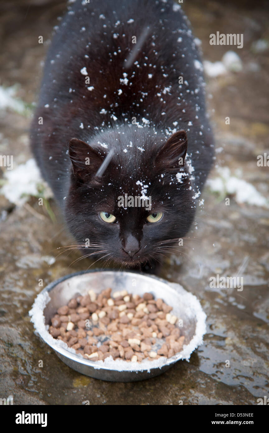 Cambridgeshire, Großbritannien. 23. März 2013. Eine wilde schwarze Katze, mit Schnee bedeckt ist durch eine Schüssel mit Essen in einem Garten in Cambridgeshire UK 23. März 2013 versucht. Die Katze Leben Wild im Garten Schutz im Gewächshaus oder unter Büschen und hat gelernt, das Haus für Lebensmittel zu nähern. Das Essen wurde in die heftige Kälte und Schnee derzeit viel des Vereinigten Königreichs betreffen besonders willkommen. Bildnachweis: Julian Eales / Alamy Live News Stockfoto