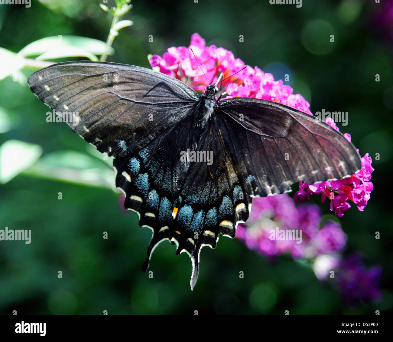 Schwarzen Schwalbenschwanz Schmetterling Familie Papilionidae Omithoptera Birdwing Schmetterlinge, Stockfoto